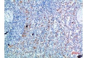 Immunohistochemical analysis of paraffin-embedded human-spleen, antibody was diluted at 1:200 (CD236/GYPC 抗体  (AA 11-60))