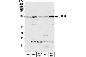 Western Blotting (WB) image for anti-Ubiquitin Specific Peptidase 37 (USP37) (C-Term) antibody (ABIN7453891)