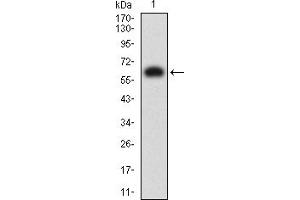 Western blot analysis using KIR3DL1 mAb against human KIR3DL1 (AA: extra 22-340) recombinant protein. (KIR3DL1 抗体  (AA 22-340))
