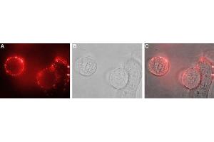 Immunocytochemistry (ICC) image for anti-Solute Carrier Family 9, Subfamily A (NHE1, Cation Proton Antiporter 1), Member 1 (SLC9A1) (AA 54-67), (Extracellular) antibody (ABIN7043761)