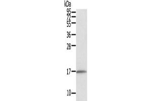 Western Blotting (WB) image for anti-Family with Sequence Similarity 176, Member A (FAM176A) antibody (ABIN2434019) (TMEM166 抗体)