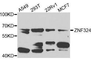 Western blot analysis of extracts of various cells, using ZNF324 antibody. (ZNF324 抗体)