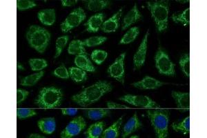 Immunofluorescence analysis of L929 cells using NDUFA4 Polyclonal Antibody at dilution of 1:100 (40x lens). (NDUFA4 抗体)