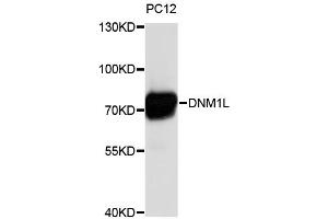 Western blot analysis of extracts of PC-12 cells, using DNM1L antibody (ABIN4903514). (Dynamin 1-Like 抗体)