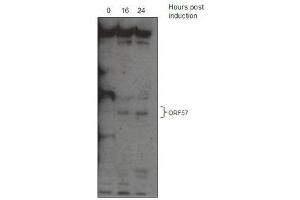 KSHV ORF 57 Antibody (ABIN1540010 and ABIN2837834) western blot analysis. (KSHV ORF57 (AA 33-60) 抗体)