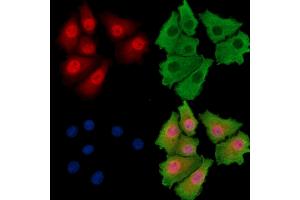 ABIN7095832 and ABIN7099894 staining HepG2 cells by IF/ICC. (ARID5A 抗体)