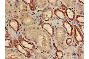 Immunohistochemistry of paraffin-embedded human kidney tissue using ABIN7142222 at dilution of 1:100
