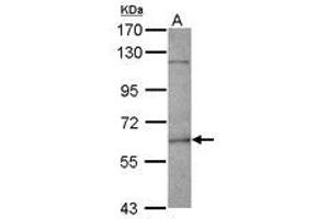 FANCE antibody  (AA 205-482)