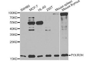 Western blot analysis of extracts of various cell lines, using POLR2H antibody. (POLR2H 抗体  (AA 1-150))
