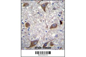 NRG3 Antibody immunohistochemistry analysis in formalin fixed and paraffin embedded human brain tissue followed by peroxidase conjugation of the secondary antibody and DAB staining. (Neuregulin 3 抗体  (C-Term))