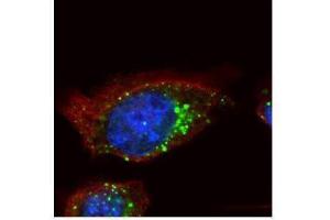 ICC/IF Image Confocal immunofluorescence analysis (Olympus FV10i) of methanol-fixed A431, using HGS, antibody (green) at 1:200 dilution.