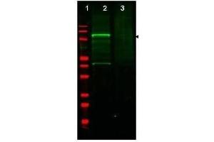Western Blotting (WB) image for anti-Golgi-Associated, gamma Adaptin Ear Containing, ARF Binding Protein 3 (GGA3) (AA 400-425) antibody (ABIN129660)