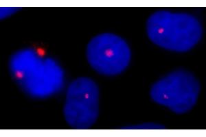 Immunofluorescence (IF) image for anti-Pericentrin (PCNT) (AA 175-225) antibody (ABIN7448392) (PCNT 抗体  (AA 175-225))