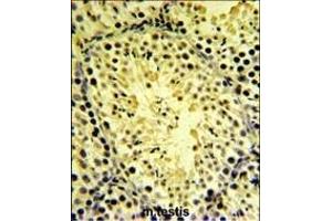 DGKK Antibody (C-term) (ABIN651315 and ABIN2840184) IHC analysis in formalin fixed and paraffin embedded mouse testis tissue followed by peroxidase conjugation of the secondary antibody and DAB staining. (DGKK 抗体  (C-Term))