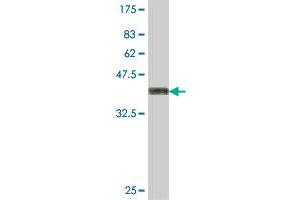 Western Blot detection against Immunogen (37. (GPR37L1 抗体  (AA 27-130))