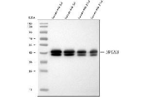 Western blot analysis of Milk Fat Globule 1/MFGE8 using anti-Milk Fat Globule 1/MFGE8 antibody (ABIN7600829).