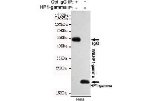 Immunoprecipitation analysis of Hela cell lysates using HP1-gamma mouse mAb. (CBX3 抗体)
