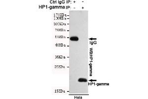 Immunoprecipitation analysis of Hela cell lysates using HP1-gamma mouse mAb. (CBX3 抗体)