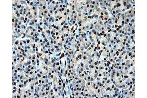 Immunohistochemical staining of paraffin-embedded Kidney tissue using anti-LOXmouse monoclonal antibody. (LOX 抗体  (AA 22-168))