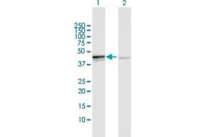 Western Blot analysis of OXA1L expression in transfected 293T cell line by OXA1L MaxPab polyclonal antibody.
