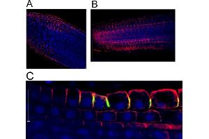 anti-ATPase, H+ Transporting, Lysosomal Accessory Protein 1 (ATP6AP1) antibody