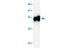 Western blot analysis in PreM recombinant protein with  Japanese encephalitis virus  PreM monoclonal antibody, clone 98r4s  at 1 : 1000 dilution. (Pre-M (AA 1-135) 抗体)