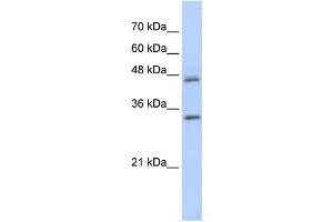 Western Blotting (WB) image for anti-Proline Arginine Rich End Leucine Rich Repeat Protein (PRELP) antibody (ABIN2459967) (PRELP 抗体)