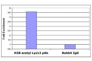 Histone H2B acetyl Lys12 pAb tested by ChIP analysis. (Histone H2B 抗体  (acLys12))