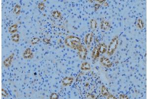 ABIN6279020 at 1/100 staining Mouse kidney tissue by IHC-P. (MRPL30 抗体  (Internal Region))