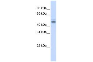 WB Suggested Anti-RDBP Antibody Titration:  0. (RDBP 抗体  (N-Term))