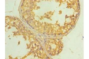 Immunohistochemistry of paraffin-embedded human testis tissue using ABIN7149648 at dilution of 1:100 (ALDH4A1 抗体  (AA 354-563))