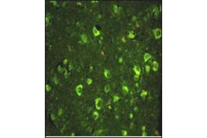 Immunofluorescence analysis of ABI1 Antibody (N-term) with paraffin-embedded human brain tissue. (ABI1 抗体  (N-Term))