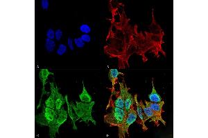 Immunocytochemistry/Immunofluorescence analysis using Mouse Anti-Ankyrin B Monoclonal Antibody, Clone S105-13 (ABIN1027715). (ANK2 抗体  (AA 203-496))