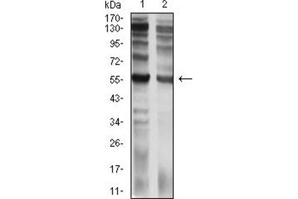 IL9 Receptor 抗体  (AA 41-270)