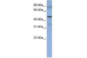 WB Suggested Anti-DAZAP1 Antibody Titration:  0. (DAZAP1 抗体  (Middle Region))