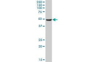 CYP3A43 MaxPab polyclonal antibody.