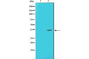 Western blot analysis of CREB phosphorylation expression in UV treated HeLa whole cell lysates,The lane on the left is treated with the antigen-specific peptide.