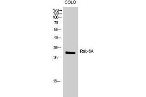 Western Blotting (WB) image for anti-RAB6A, Member RAS Oncogene Family (RAB6A) (Internal Region) antibody (ABIN3186630) (RAB6A 抗体  (Internal Region))