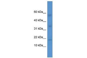 IL1F10 antibody (70R-10020) used at 0. (IL1F10 抗体  (Middle Region))