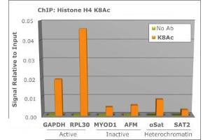 Chromatin Immunoprecipitation (ChIP) image for anti-Histone H4 (acLys8) antibody (ABIN5706800)