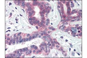 Image no. 1 for anti-X-Box Binding Protein 1 (XBP1) (Internal Region) antibody (ABIN374982) (XBP1 抗体  (Internal Region))