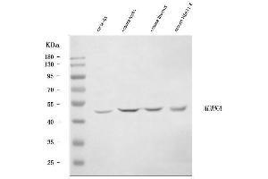 Western blot analysis of Aurora A/Aurka using anti-Aurora A/Aurka antibody (ABIN7599352).
