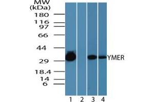 Image no. 1 for anti-Coiled-Coil Domain Containing 50 (CCDC50) (AA 450-500) antibody (ABIN960112) (CCDC50 抗体  (AA 450-500))