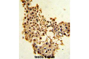 Formalin-fixed and paraffin-embedded human testisreacted with CCNE1 polyclonal antibody , which was peroxidase-conjugated to the secondary antibody, followed by AEC staining. (Cyclin E1 抗体  (C-Term))