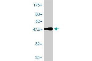 Western Blot detection against Immunogen (51. (BCL2L1 抗体  (AA 1-233))