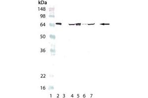 Western blot analysis of HSP70/HSP72, mAb (C92F3A-5) : Lane 1: MW marker, Lane 2: HSP70/HSP72 (human), (recombinant) , Lane 3: HSC70/HSP73 (bovine), (recombinant)  (Negative Control), Lane 4: PC-12 (heat shocked) , Lane 5: HeLa (heat shocked) , Lane 6: 3T3 (heat shocked) , Lane 7: CHO-K1 (heat shocked). (HSP70 抗体)