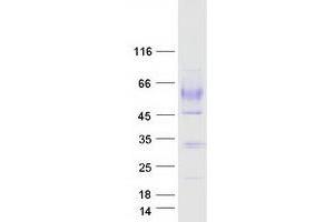 Validation with Western Blot (Macrophage Scavenger Receptor 1 Protein (MSR1) (Myc-DYKDDDDK Tag))