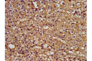 IHC image of ABIN7165321 diluted at 1:300 and staining in paraffin-embedded human adrenal gland tissue performed on a Leica BondTM system. (LMAN1 抗体  (AA 154-329))
