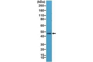 Western blot testing of human brain lysate with recombinant NeuN antibody at 1:1000 dilution.