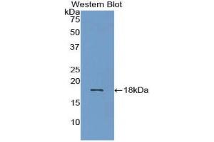 Western Blotting (WB) image for anti-Bone Morphogenetic Protein 15 (BMP15) (AA 269-391) antibody (ABIN1858148) (BMP15 抗体  (AA 269-391))